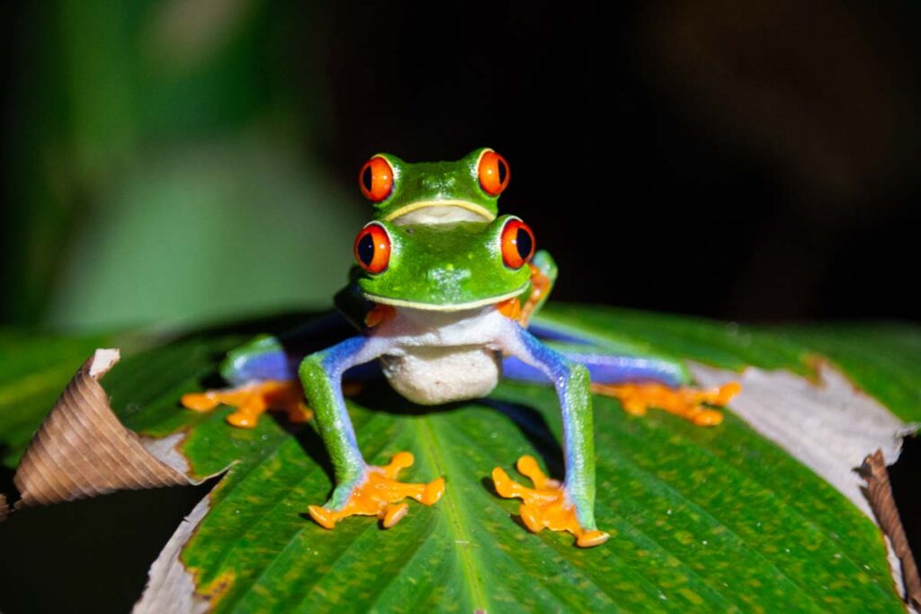 Two Red Eyed Tree Frogs on a night tour in La Fortuna