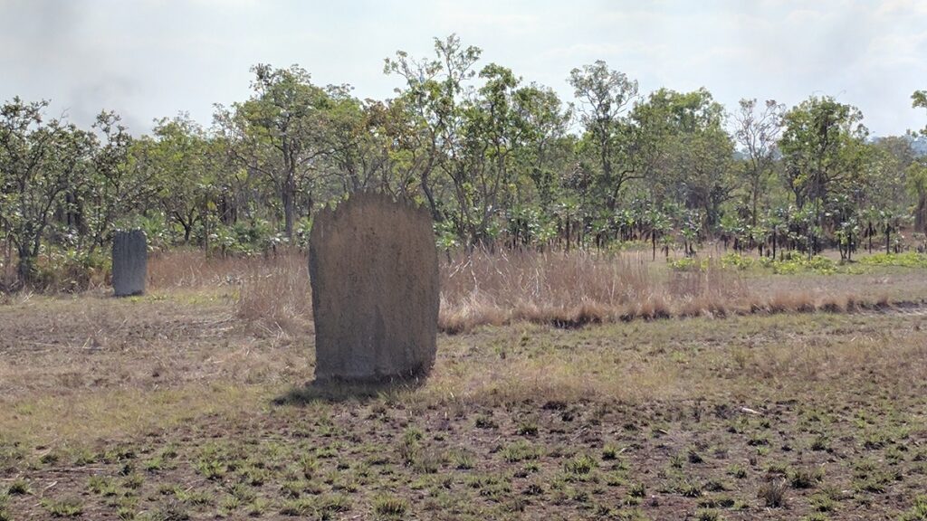 a large termite mound in Litchfield National Park near Darwin
