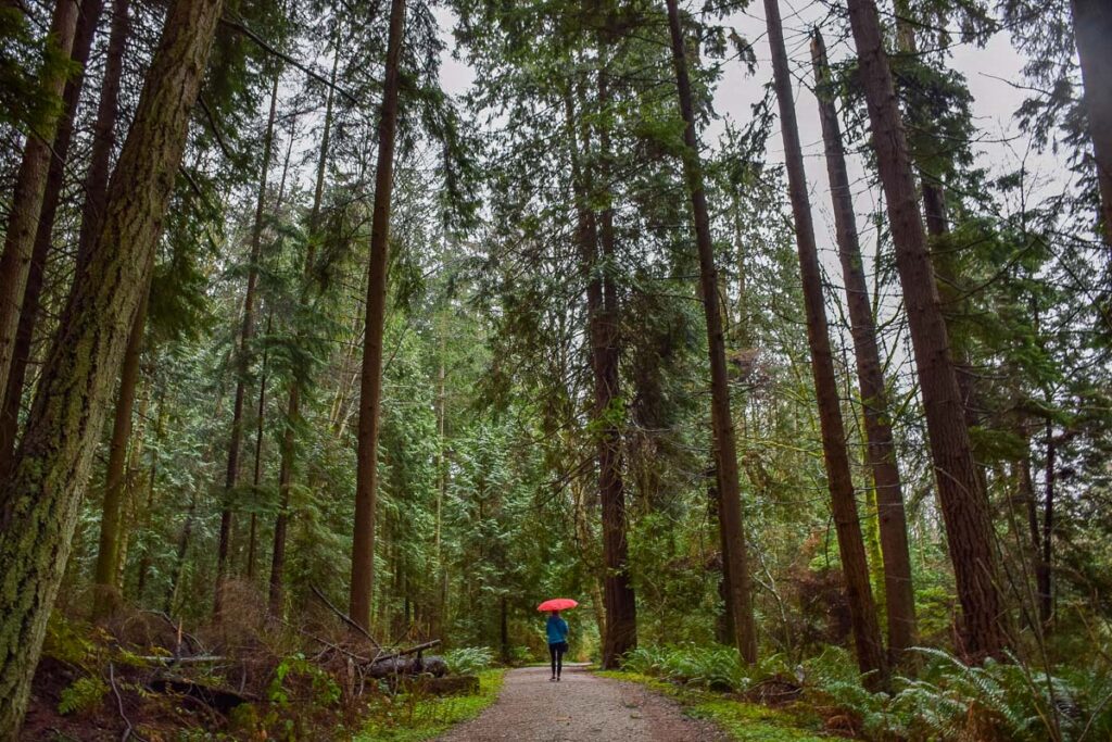 Wandering Stanley Park while its raining in Vancouver