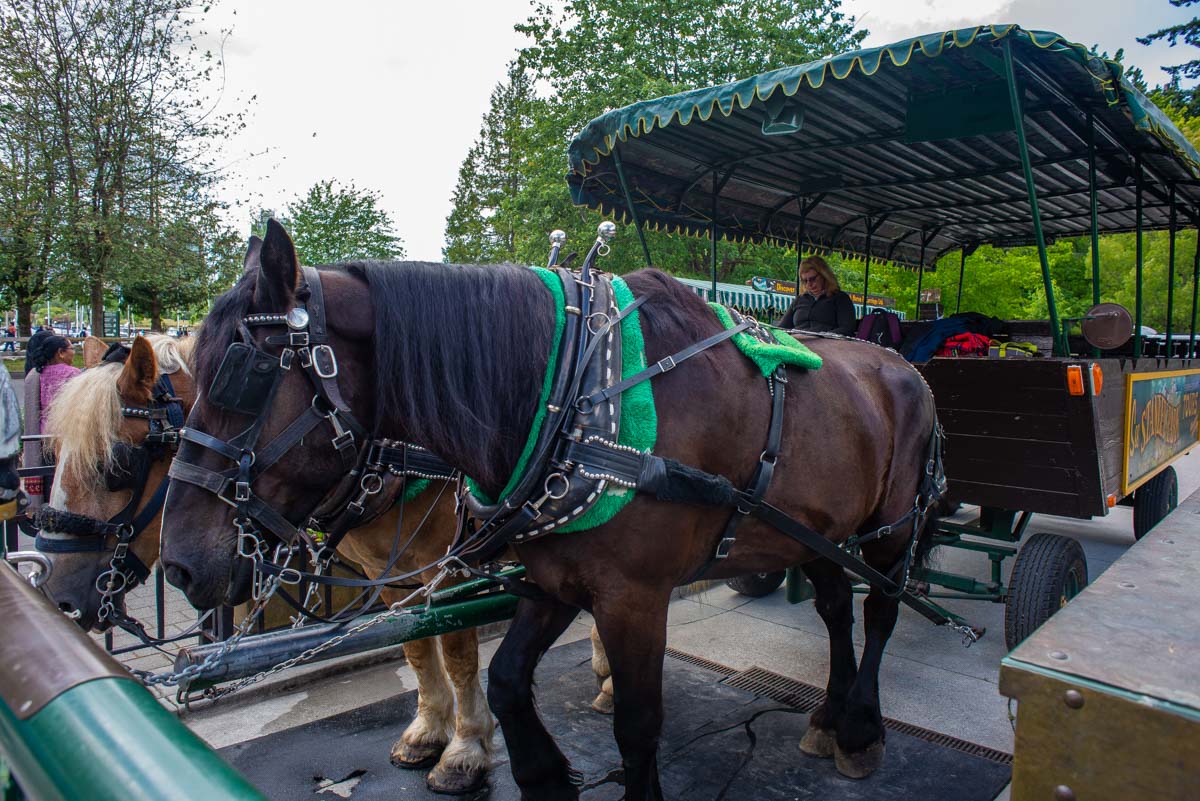 Horse drawn tour in Stanley Park