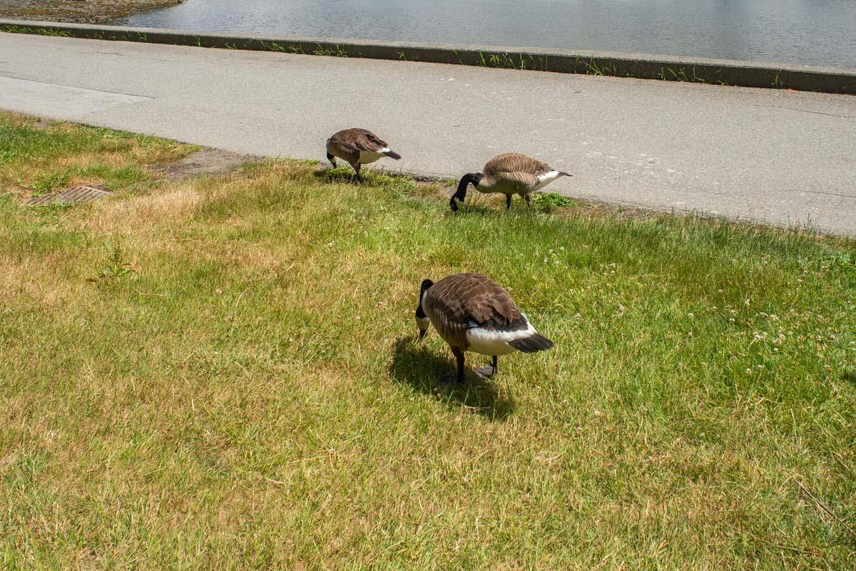 Canadian Geese in Stanley Park