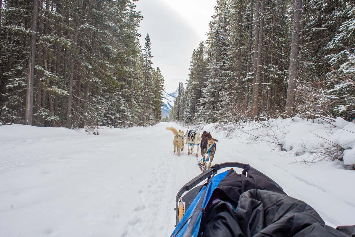 Dog sledding in Canada