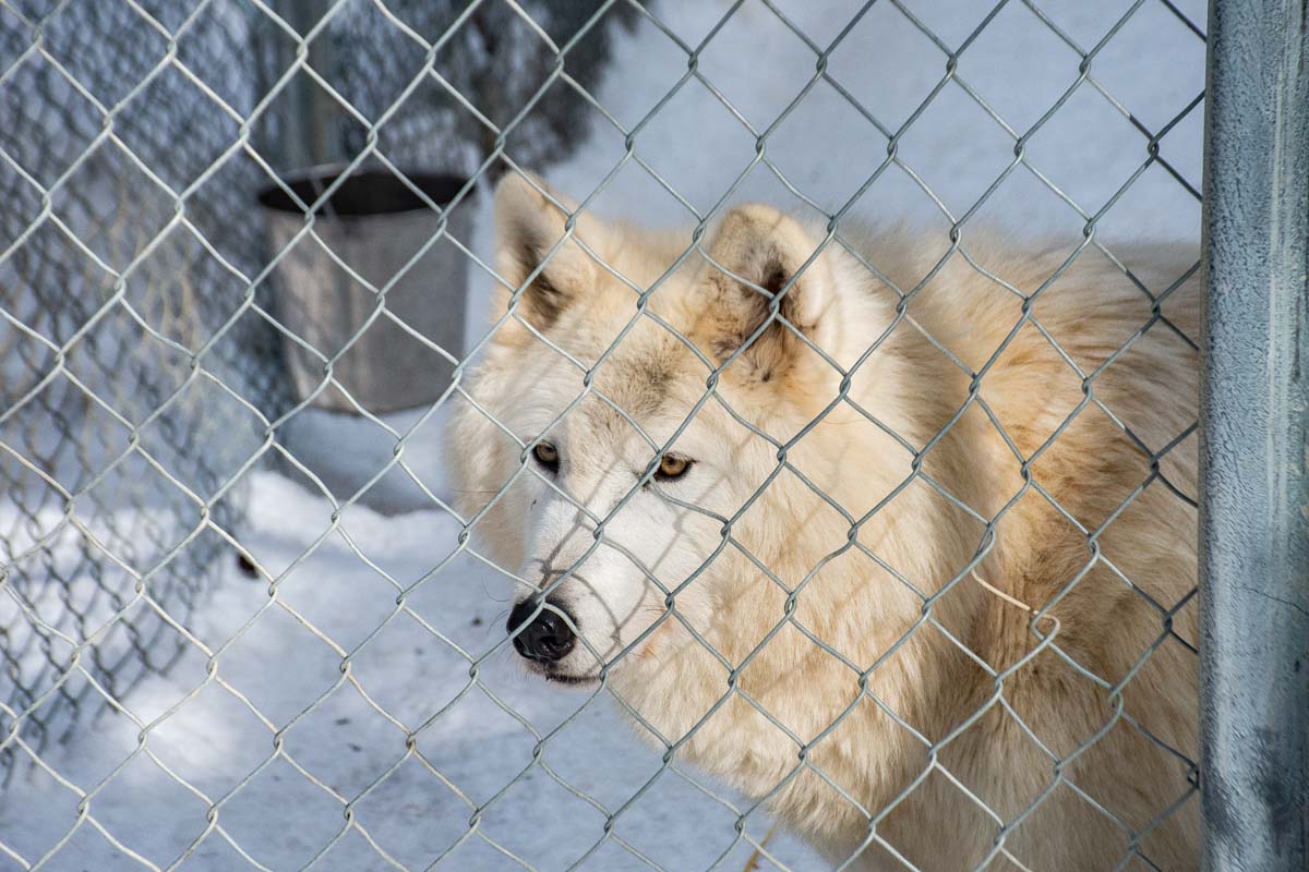 a wolf at the Northern Lights Wildlife Wolf Center in Golden, BC