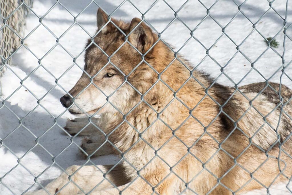 A wolf at the Yamnuska Wolfdog Sanctuary