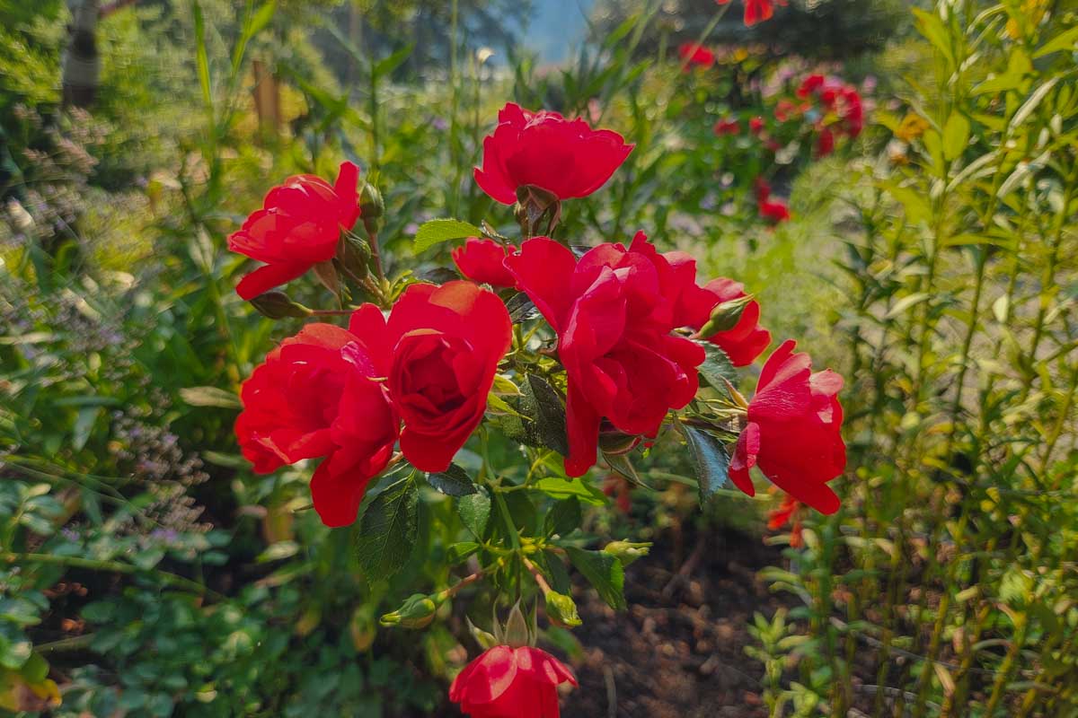 Roses at the Stanley Park Rose Garden in Vancouver, BC