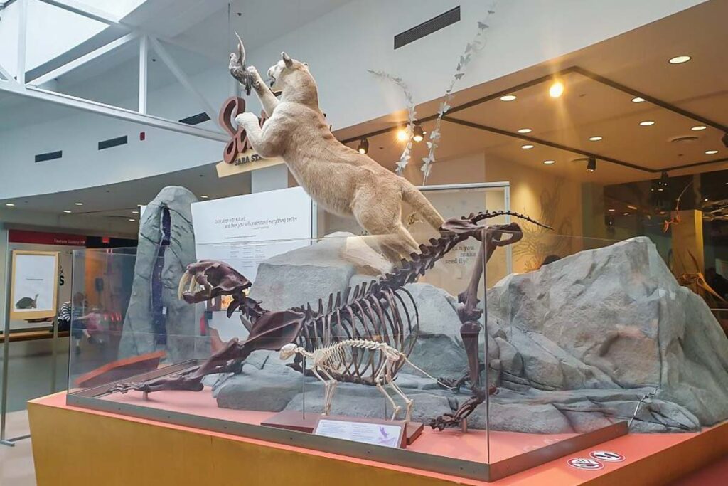 A animal display at Science World, Vancouver