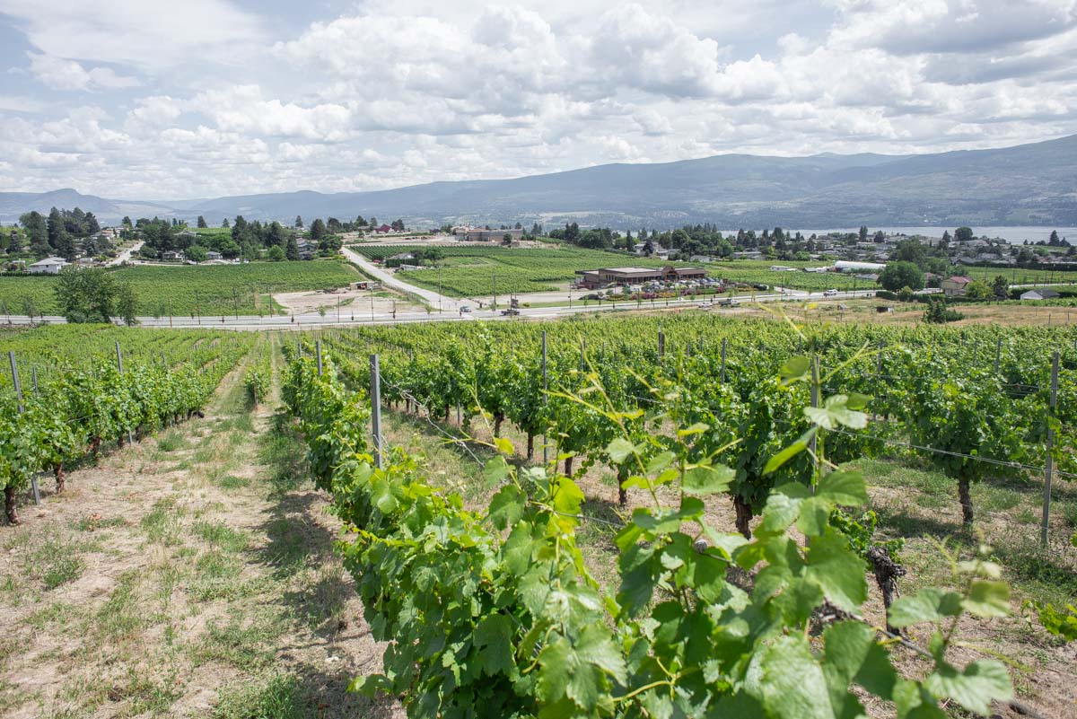 The view from Little Straw Vineyards