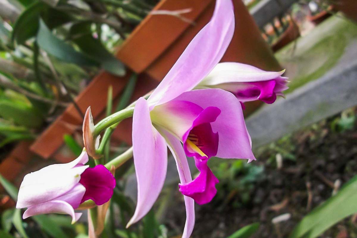 A flower at Lo de Perla Jungle Garden