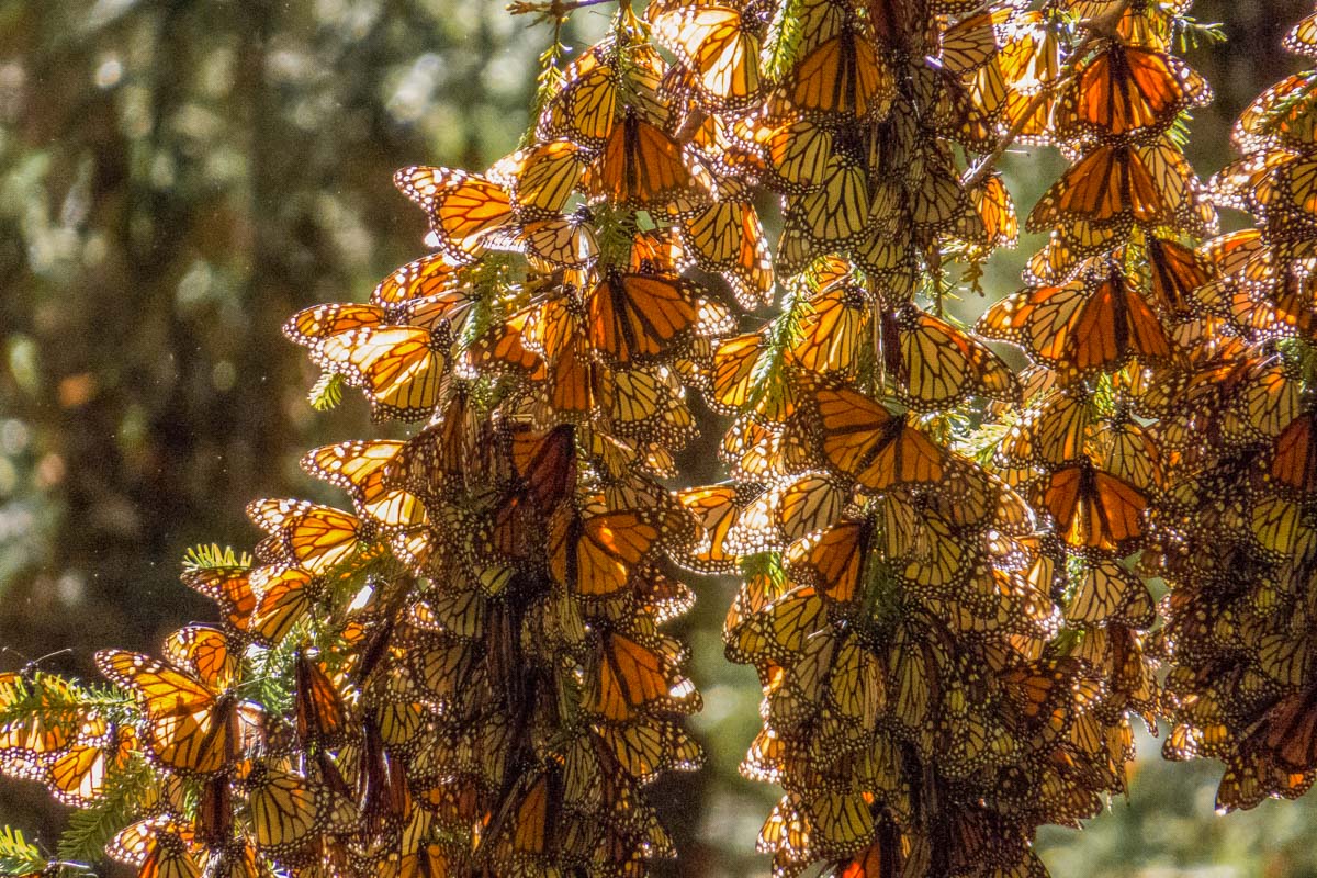 Monarch Butterfly Biosphere Reserve