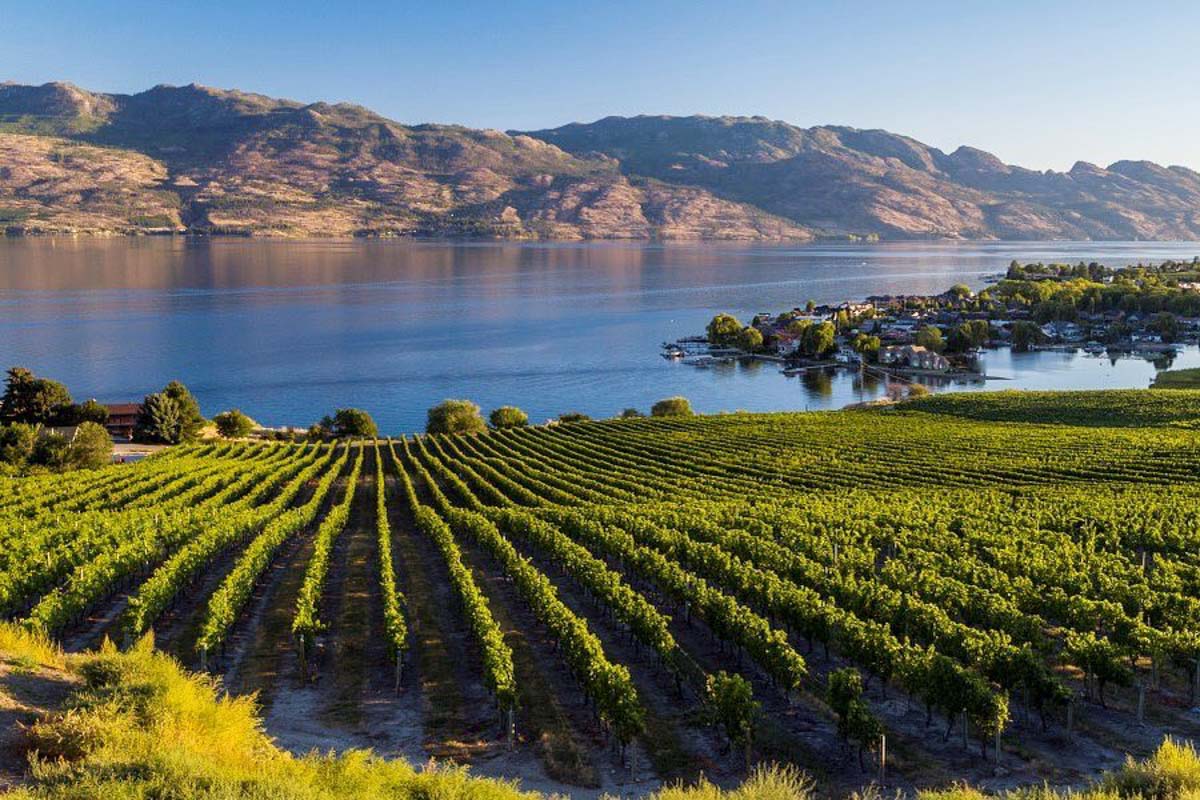 A view of Quails’ Gate winery from the tasting room looking over the vines and lake