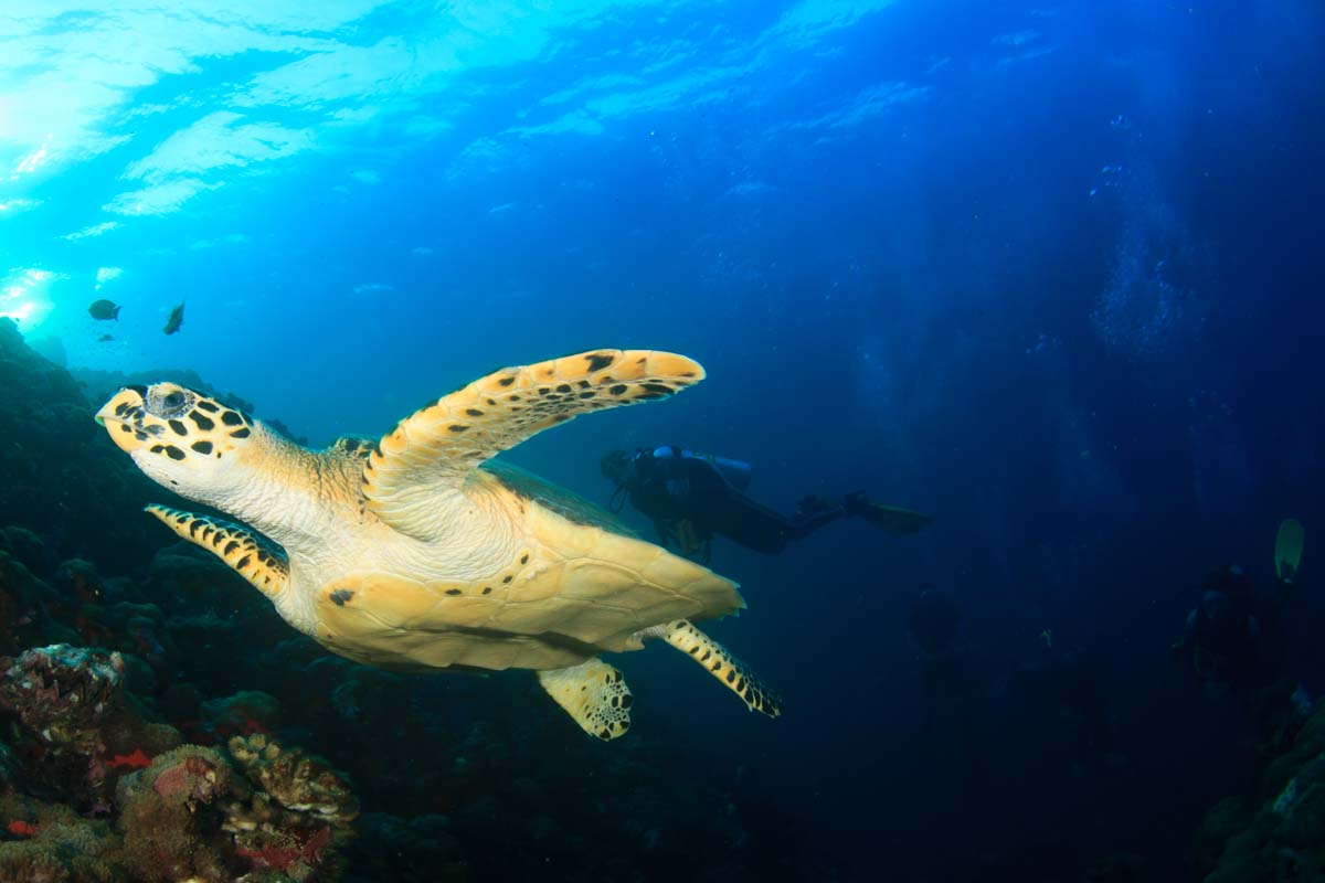 A Hawksbill Turtle in the Marietas Islands