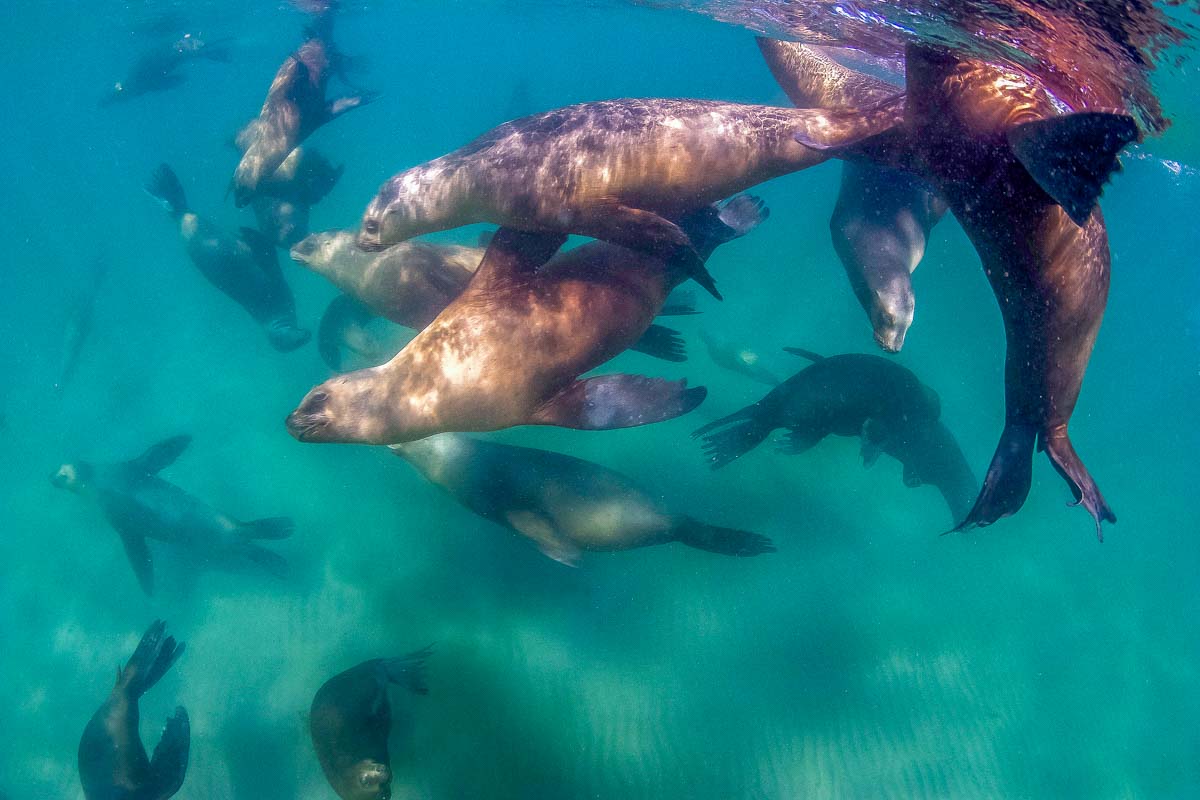 Swimming with sea lions in Mexico