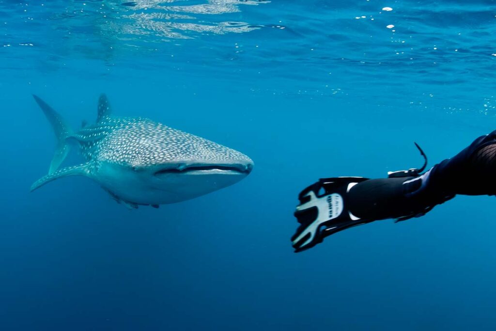 Swimming with Whale sharks in Mexico