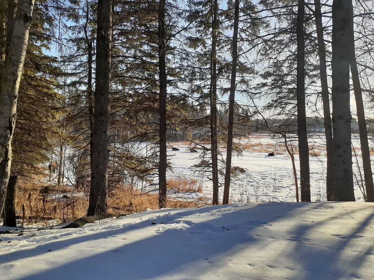 buffalo sitting in the snow in Elk Island National Park