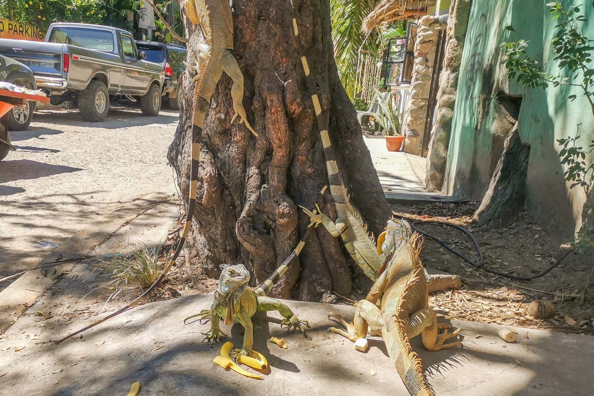 Iguanas at the bottom of the Sayulita Iguana Tree