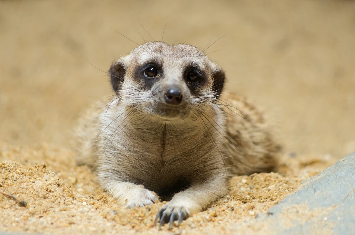 meerkat looking at the camera at the Edmonton Valley Zoo