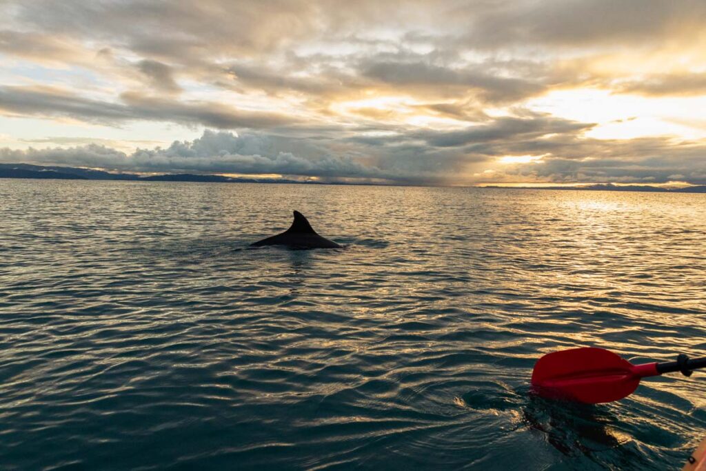 A dolphin swims past a kayaker at sunrise in Puerto Jimenez