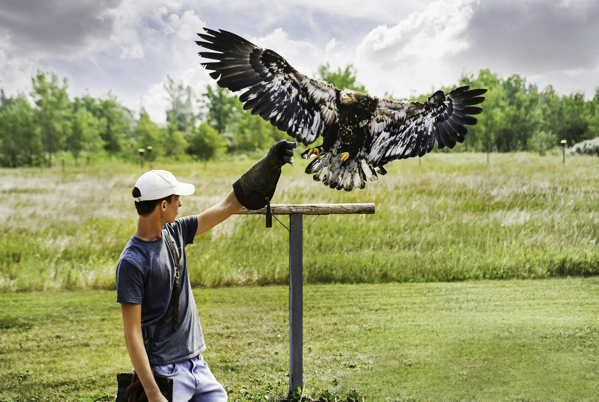 Birds of Prey in Lethbridge. An employee allowing a hawk to land on him with a proper glove on.