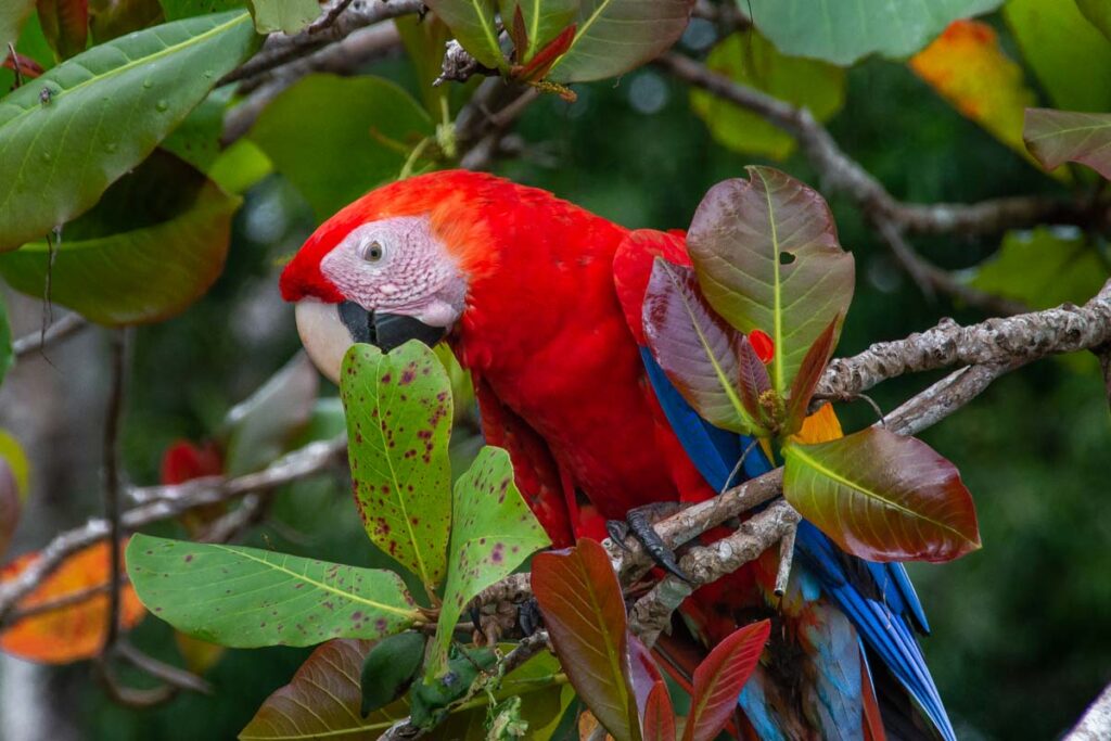 A macaw east in a tree in Drake Bay