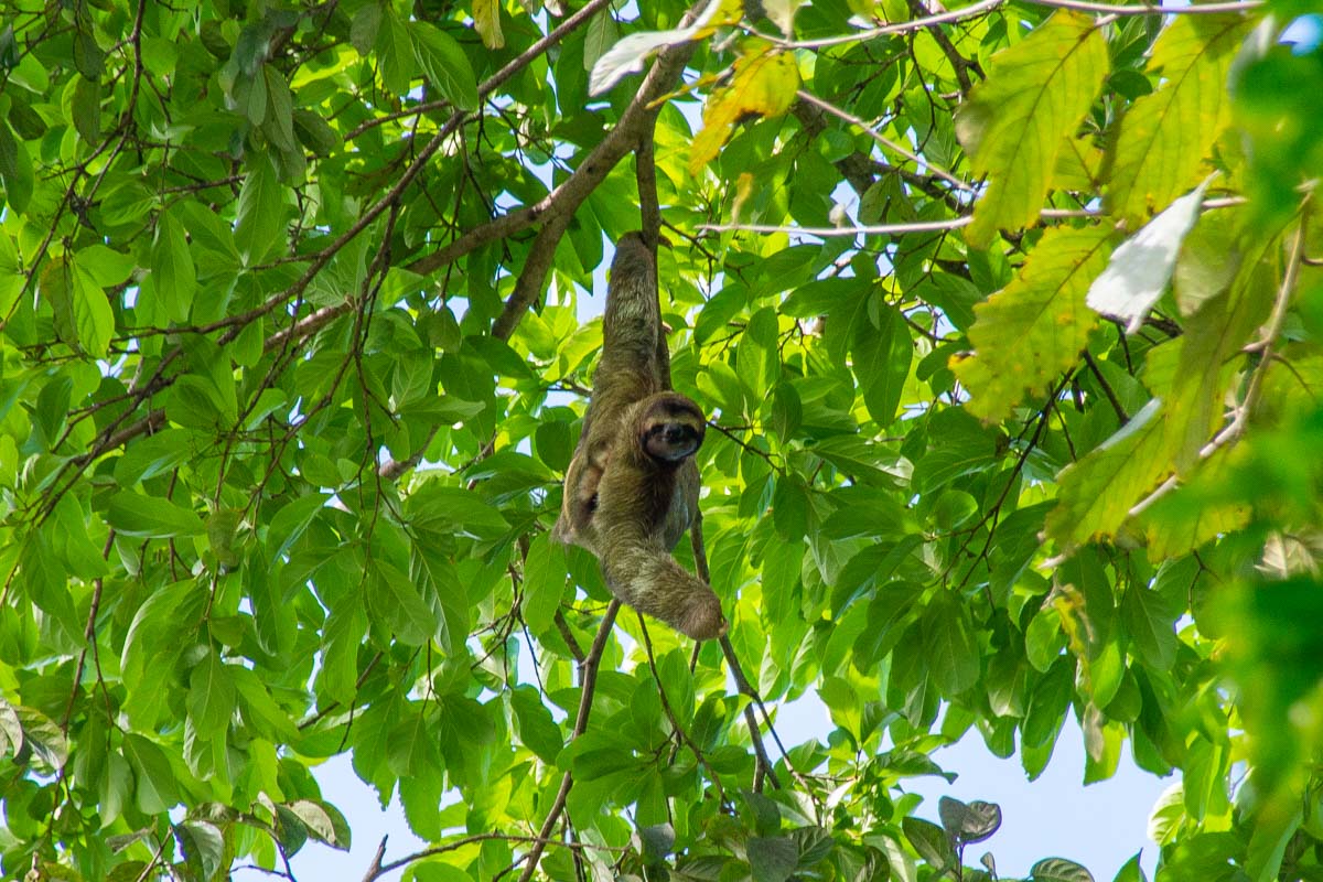 A sloth in Manuel Antonio National Park