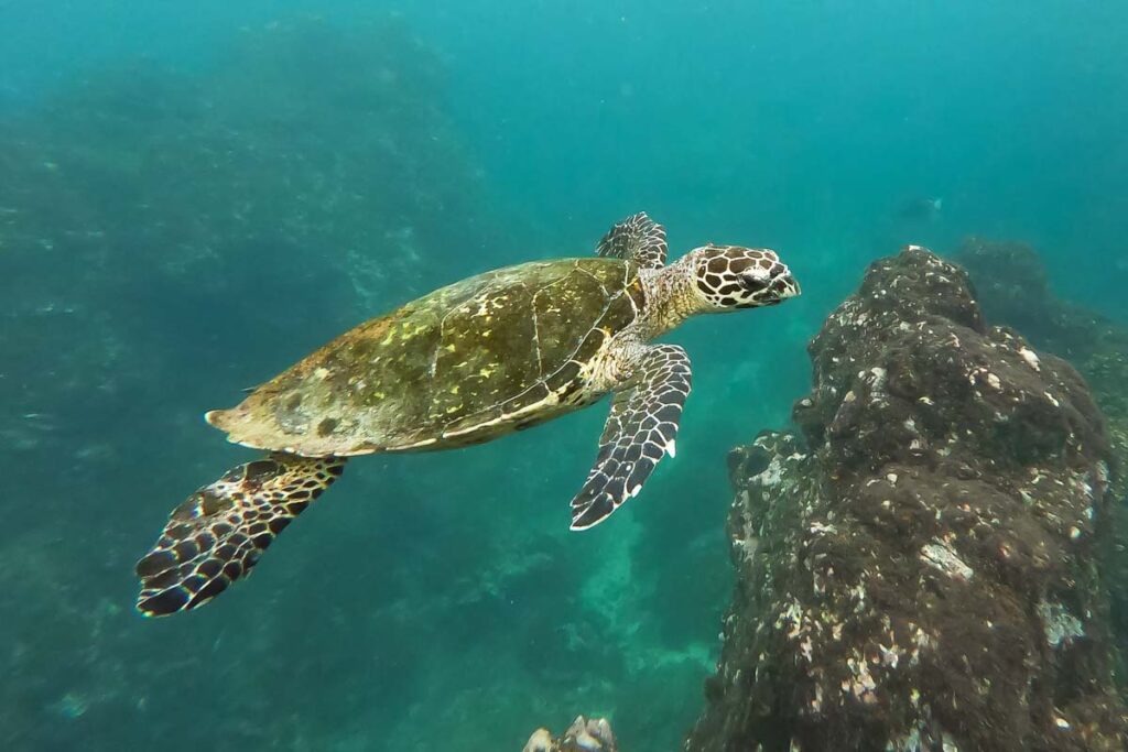 A turtle swims through the water on a snorkel tour from Cano Island, Costa Rica