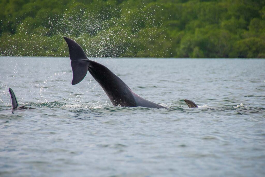 A dolphin in Drake Bay!