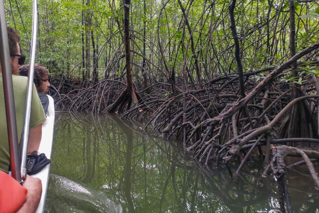 The mangroves near Drake Bay