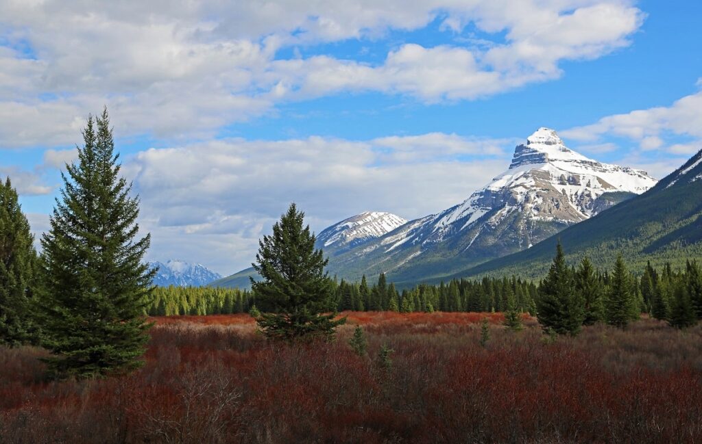moose-meadows-in-summer-bow-valley-parkway