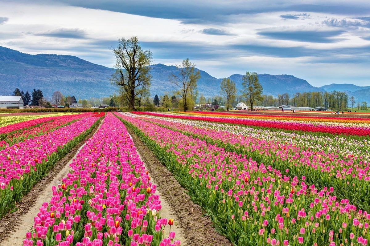 a field of tulips in Chilliwack BC