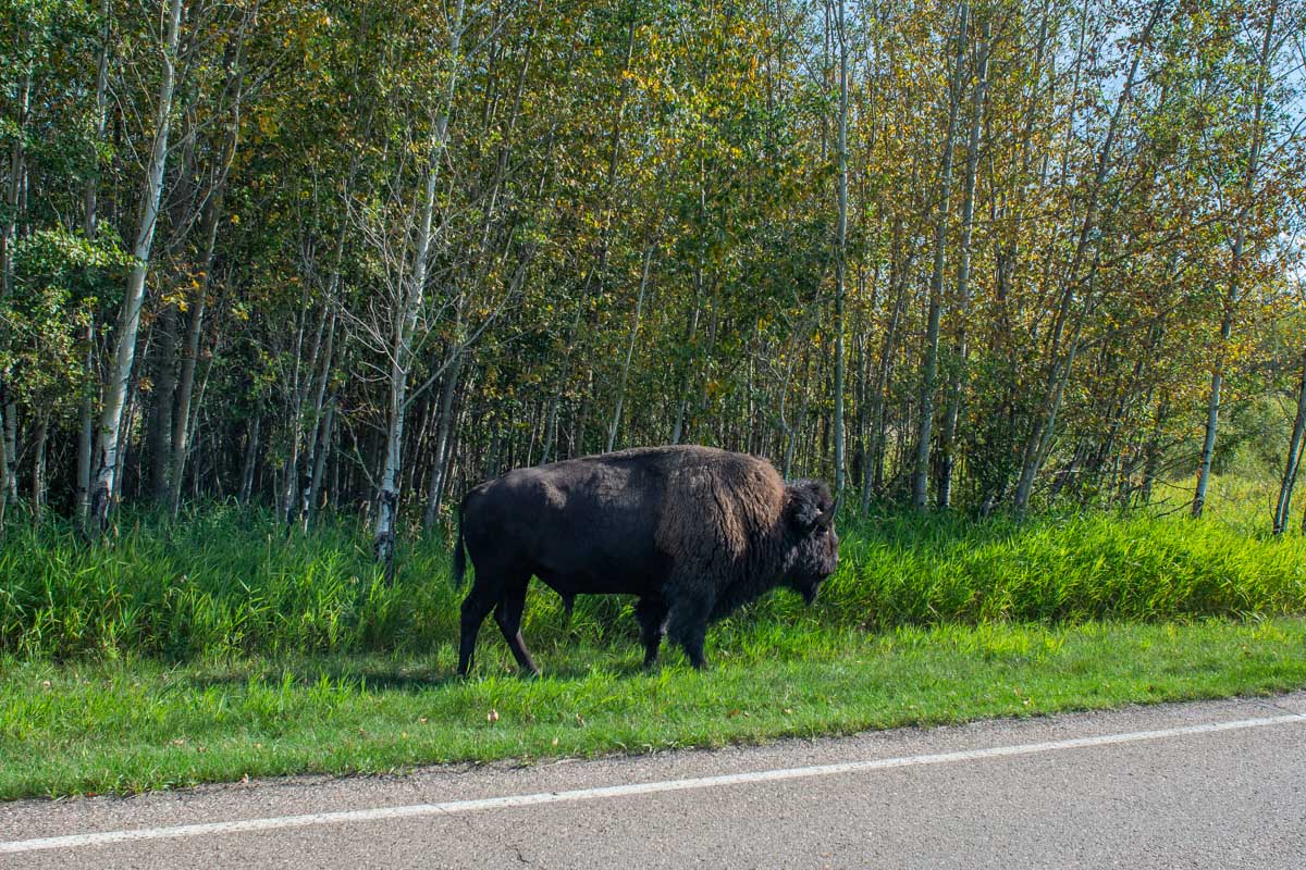 A bison in Elk Island National Park