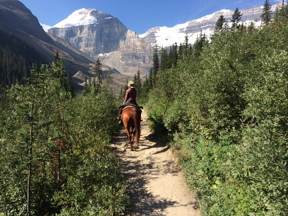 horse in the Canadian Rockies