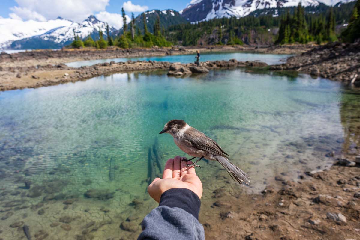A bird lands on some ones hand at Garibaldi Lake