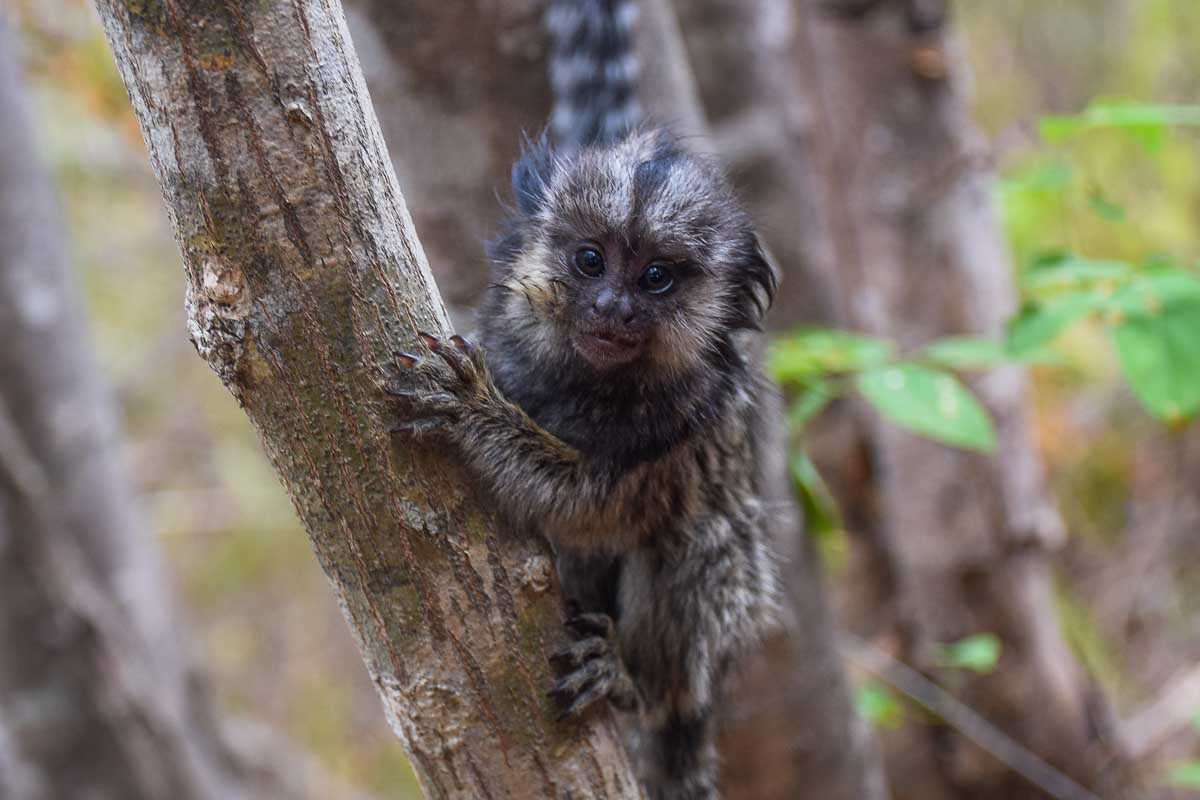 A cute monkey at Akumal Monkey Sanctuary, Playa del Carmen, Mexico