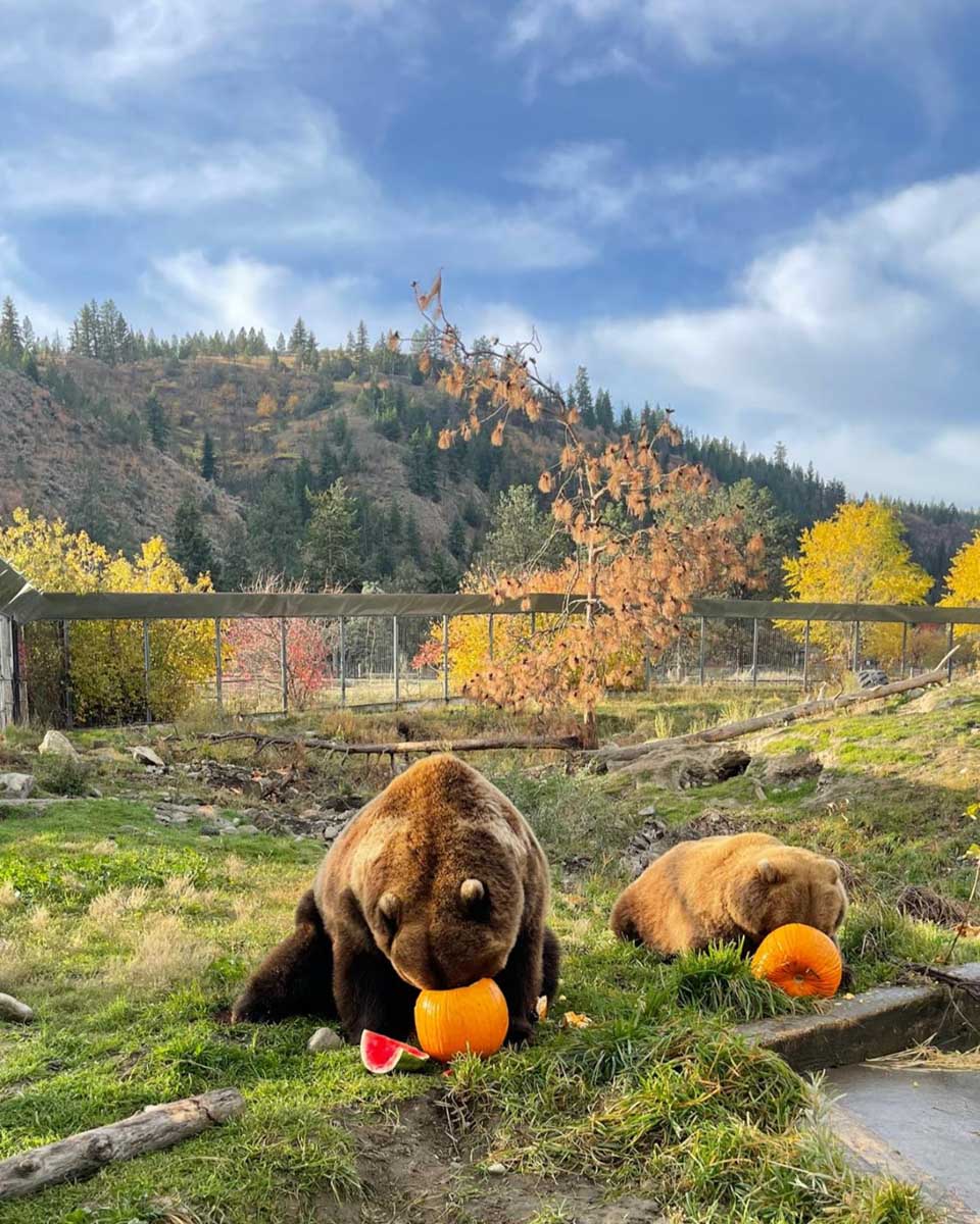 Bc Wildlife Park Grizzly bears