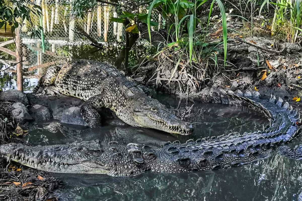 Two crocodiles at El Cora Crocodile Sanctuary