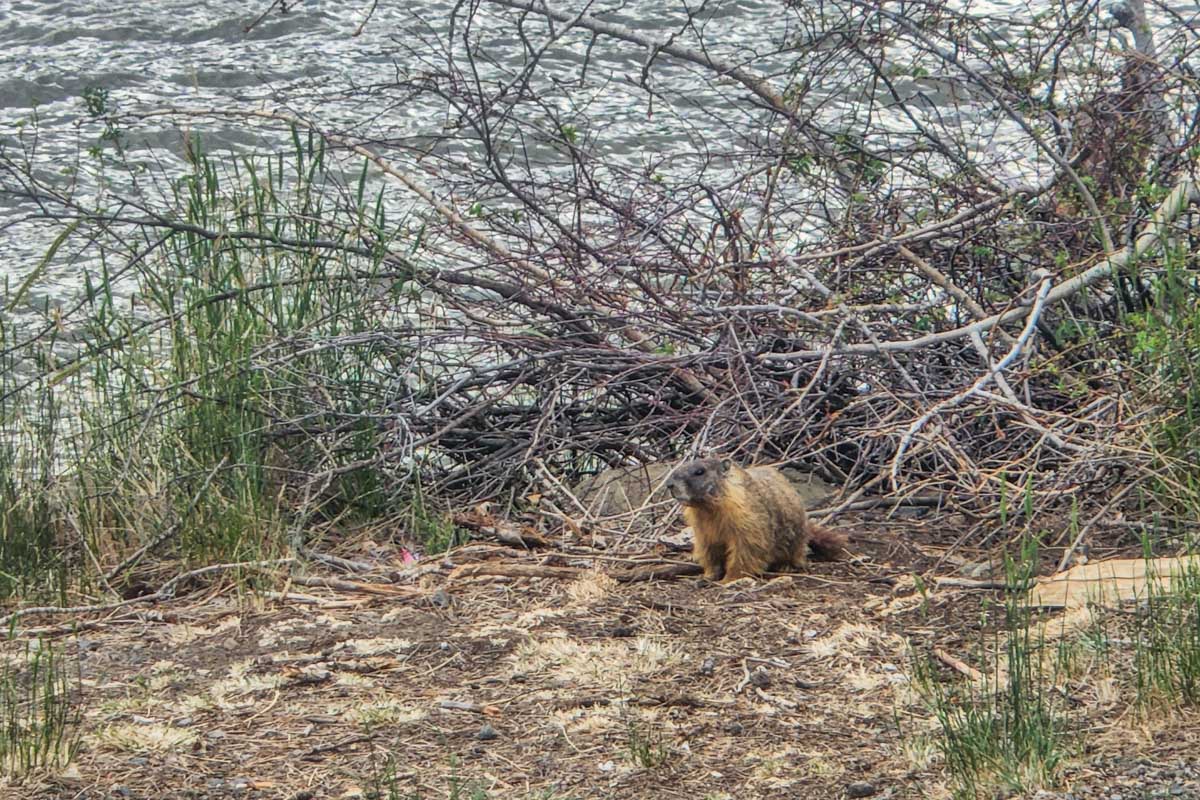 A Marmot at McArthur Island Park 