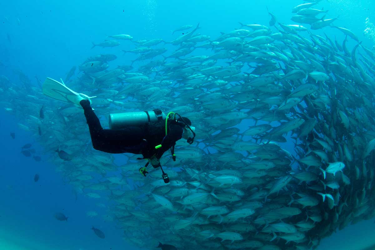 A diver with a large school of fish in Cabo San Lucas