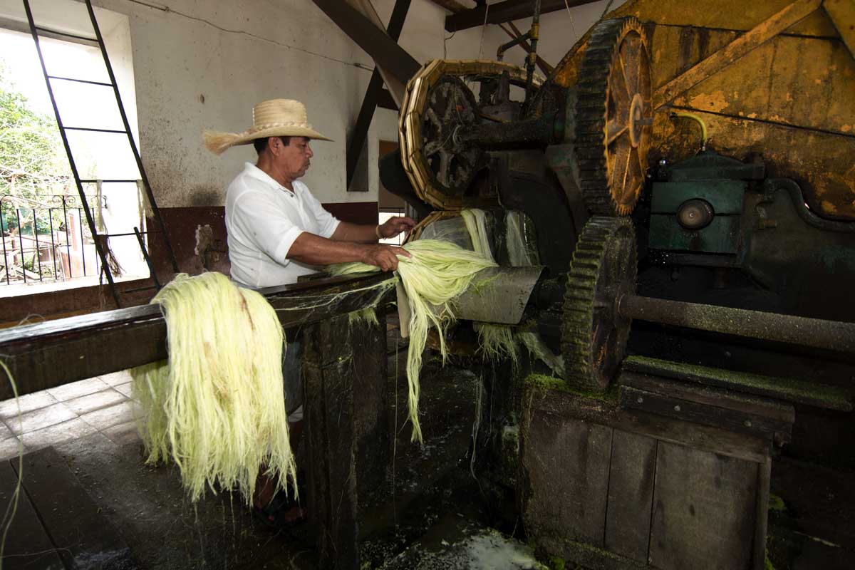 A man works at Sotuta de Peon Hacienda