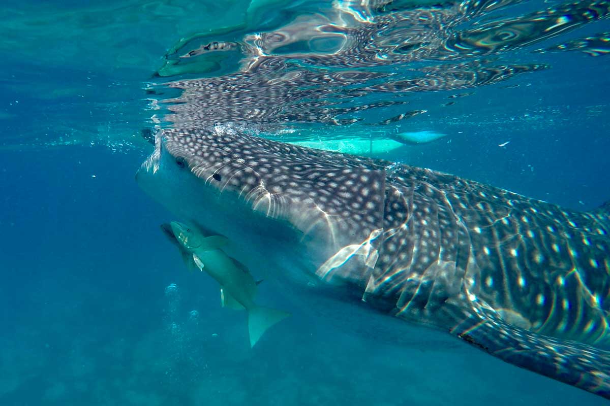 A whale shark in Mexico