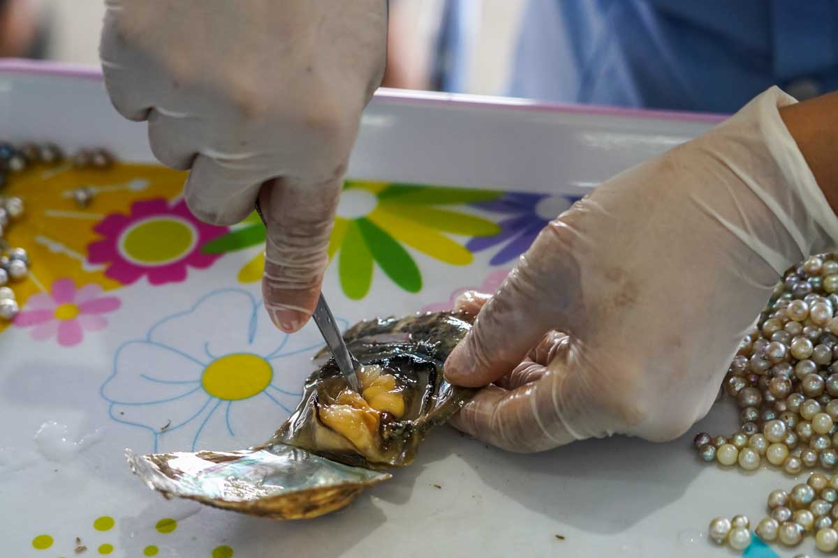 Pearls at the Cozumel Pearl Farm, Cozumel, Mexico