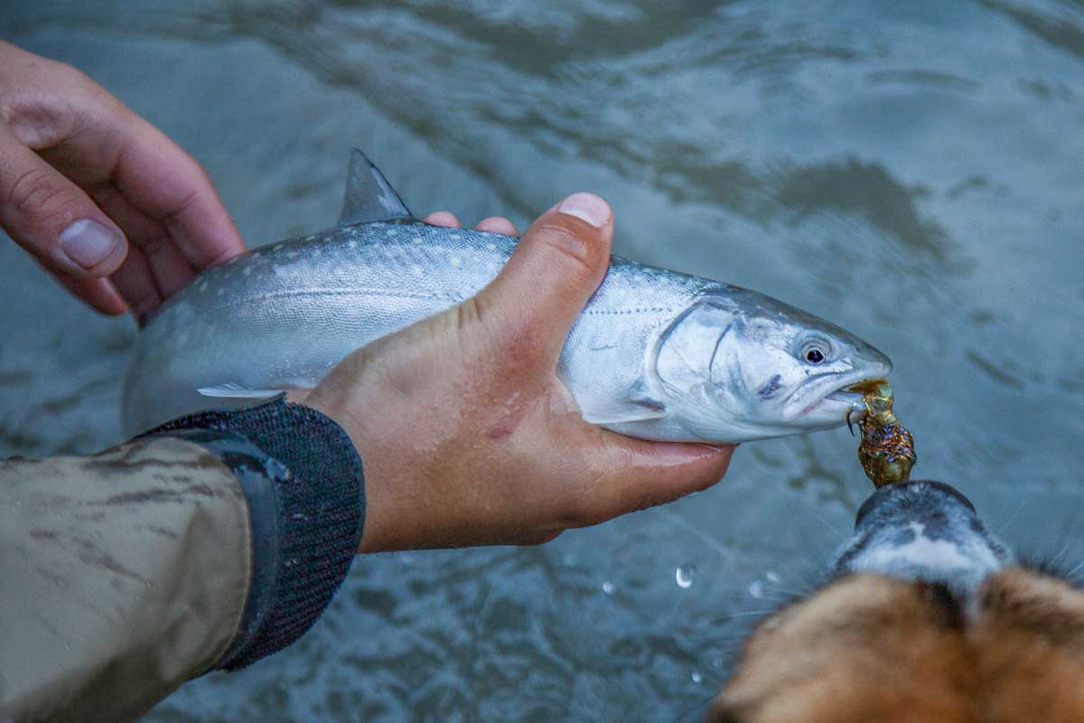 Small bull trout in Squamish BC caught while fishing