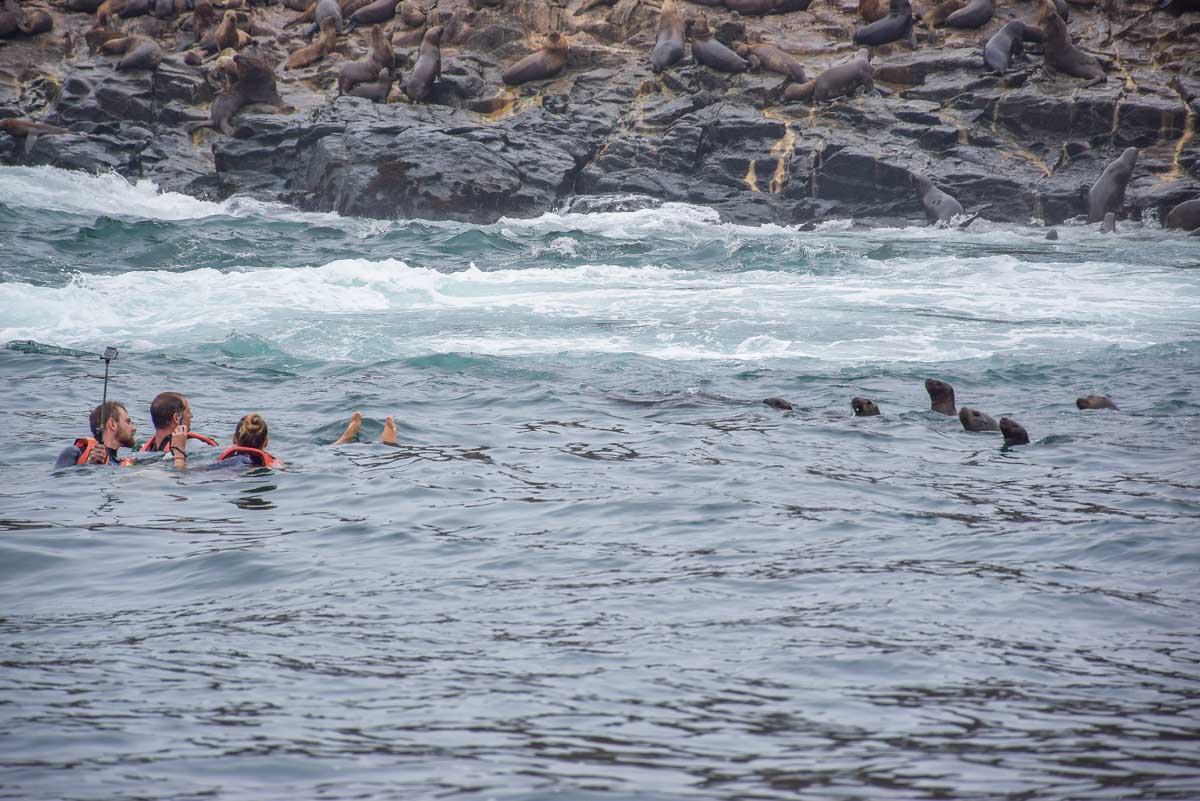 A few people swimming with sea lions in Lima, Peru