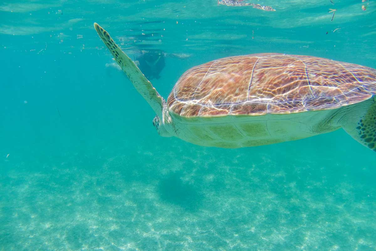A large turtle swims in Cozumel, Mexico