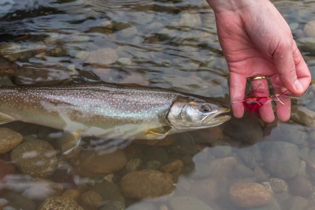 A trout in the lake while fishin in Clearwater, BC