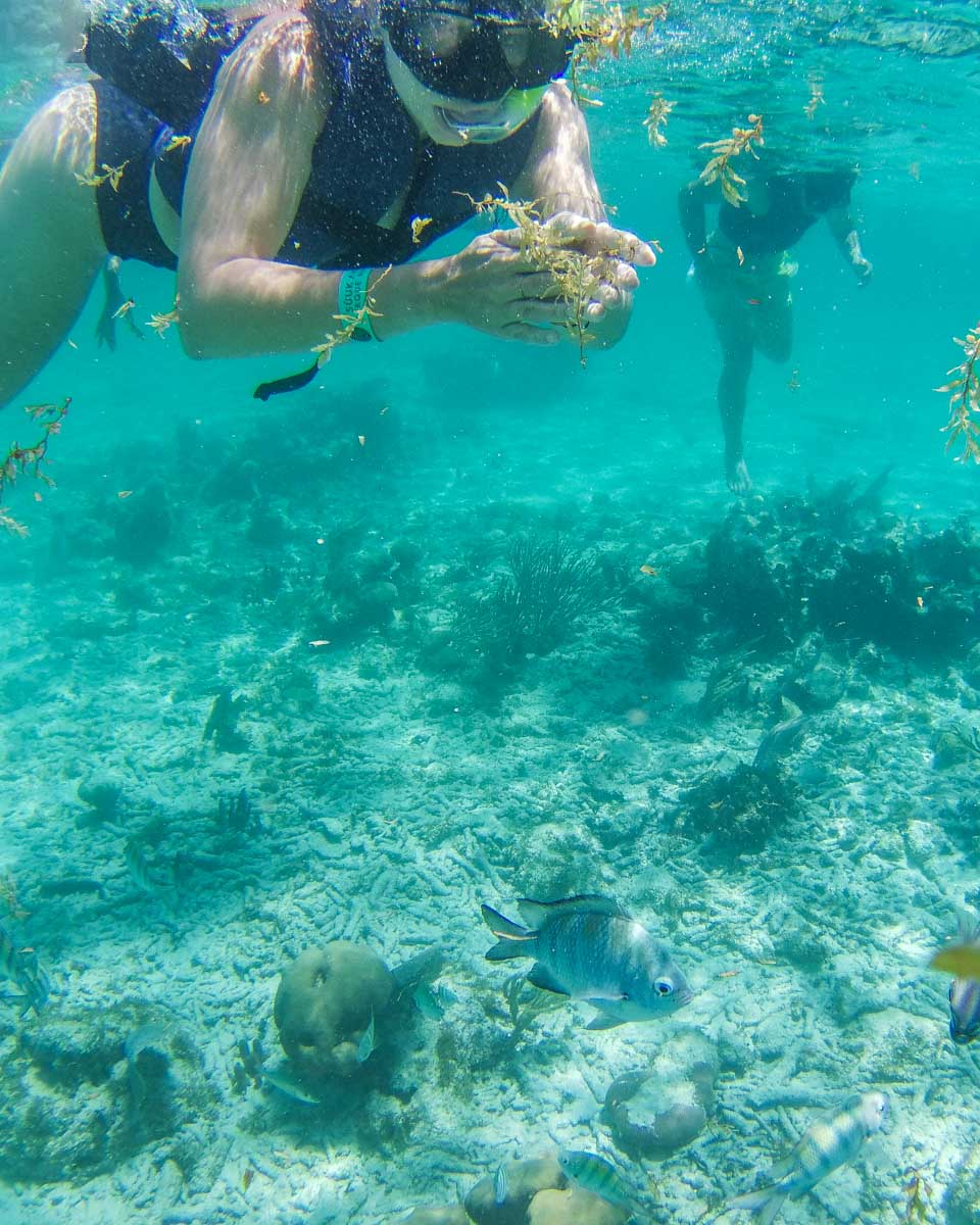 Bailey snorkeling in Puerto Morelos, Mexico