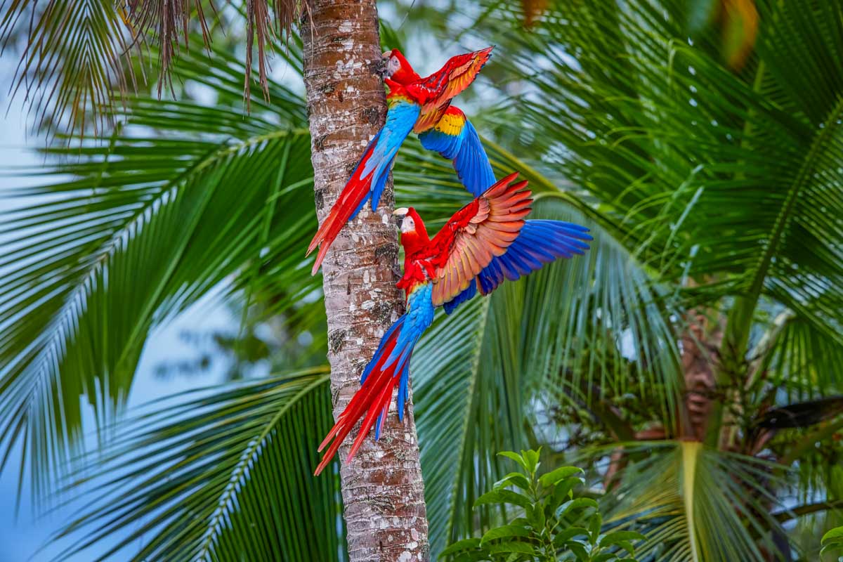 Two scarlet macaws in the amazon rainforest in Manu National Park, Peru