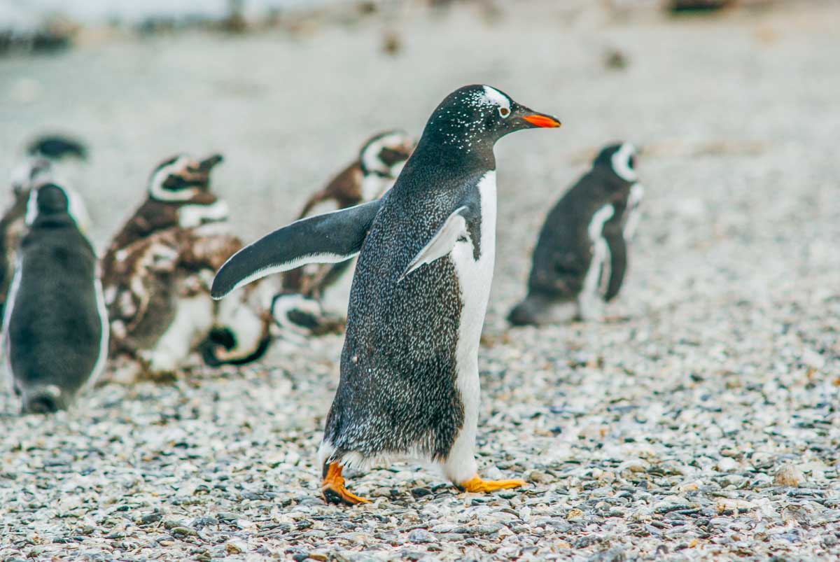 A penguin walks on Martillo Island on a tour from Ushuaia, Argentina