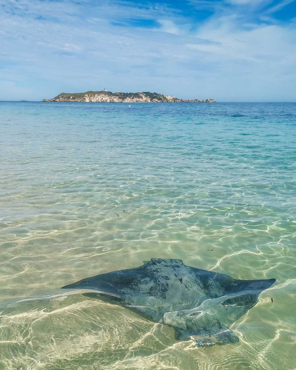 A stingray at Hamelin Bay