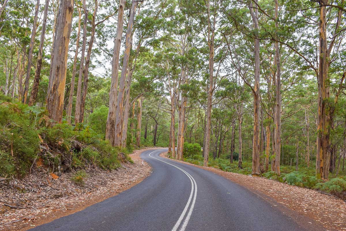 Drive through Boranup Forest, Margaret River