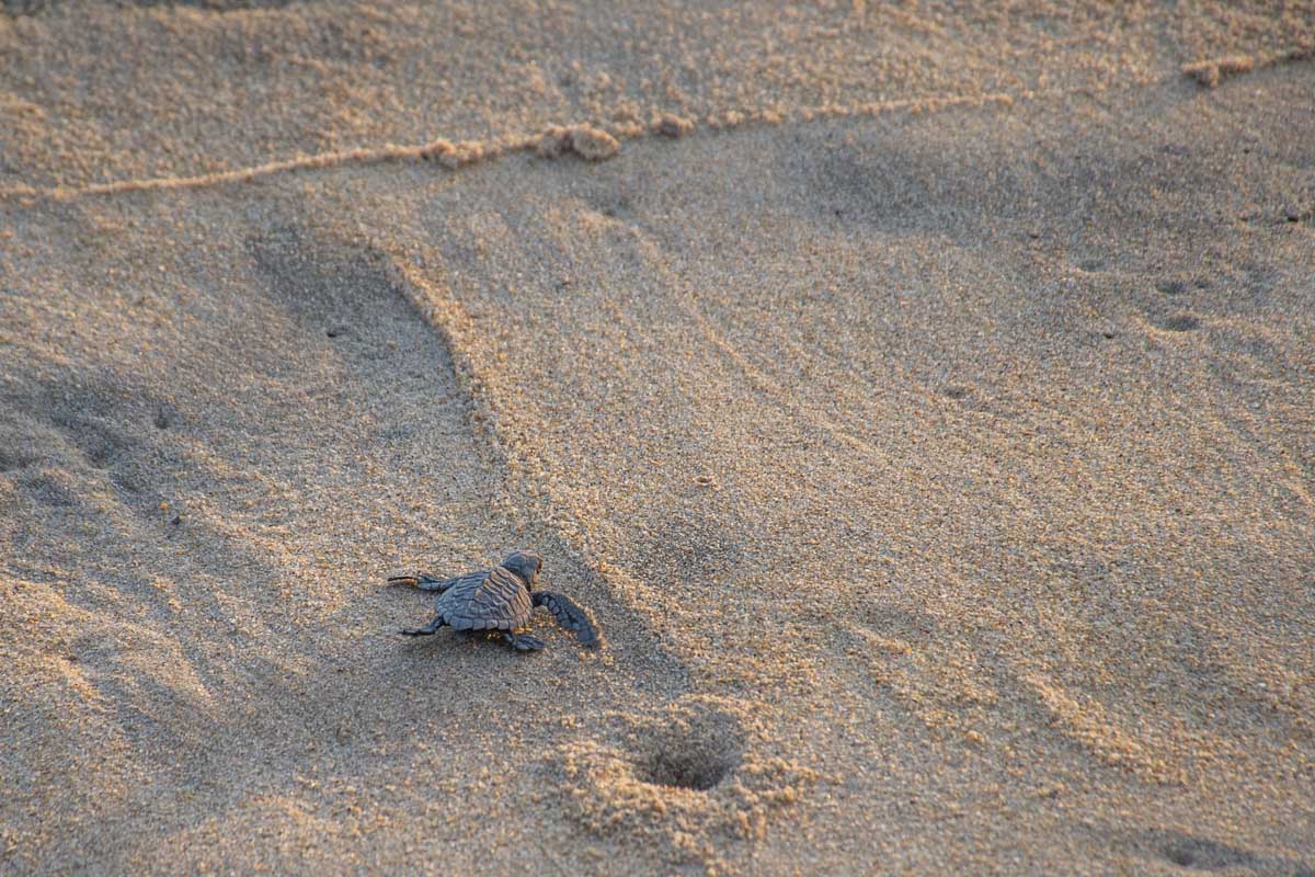 Turtle release at Campamento Tortuguero Playa Hermosa Â